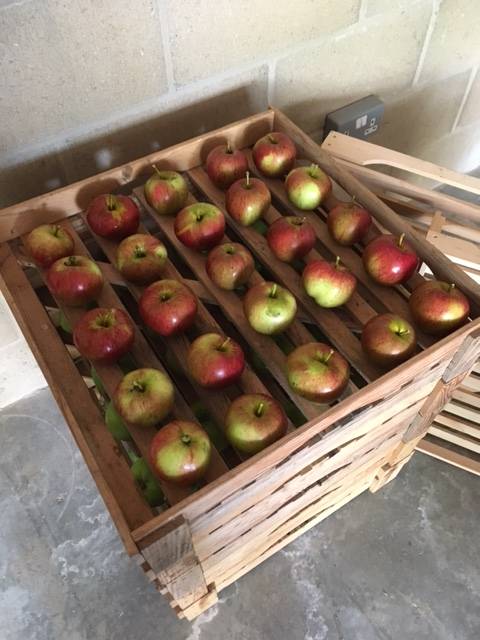 apple rack 2016